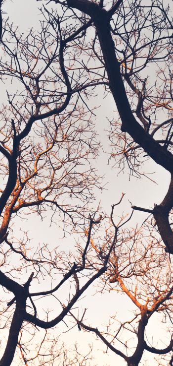 branches, tree, sky Wallpaper 1440x3040