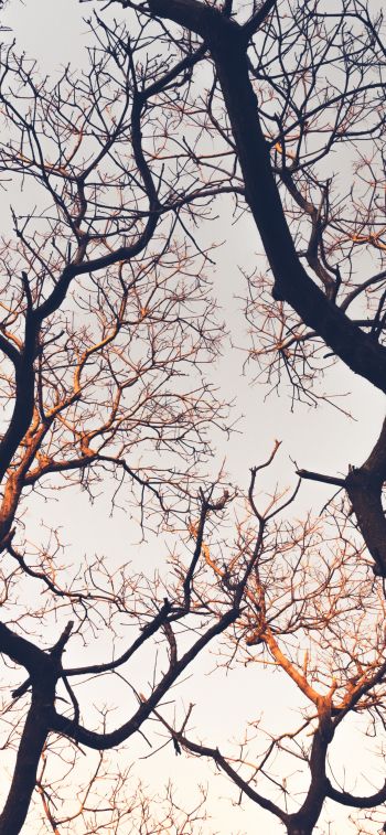 branches, tree, sky Wallpaper 828x1792