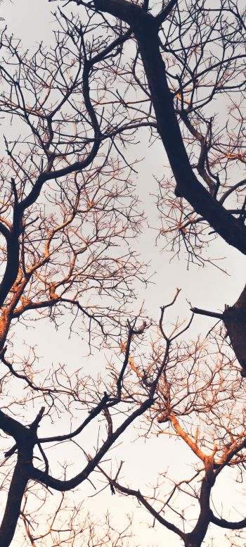 branches, tree, sky Wallpaper 1440x3200