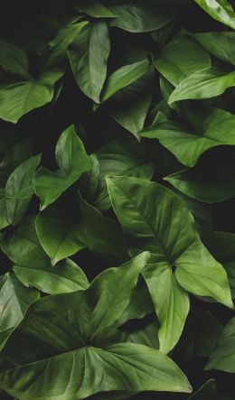 leaves, green, minimalism Wallpaper 600x1024