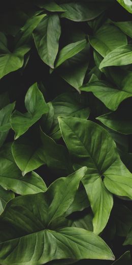 Обои 720x1440 листья, зеленый, минимализм