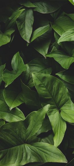 Обои 1080x2400 листья, зеленый, минимализм