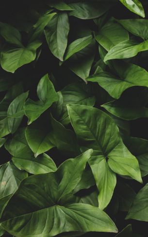 leaves, green, minimalism Wallpaper 800x1280