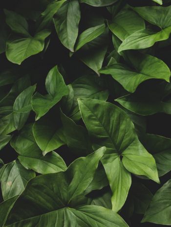 leaves, green, minimalism Wallpaper 1620x2160