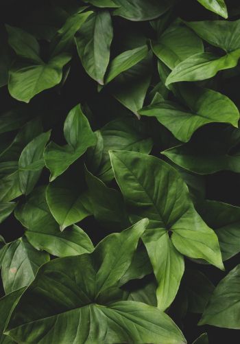 leaves, green, minimalism Wallpaper 1668x2388