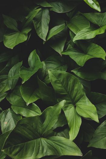 Обои 640x960 листья, зеленый, минимализм
