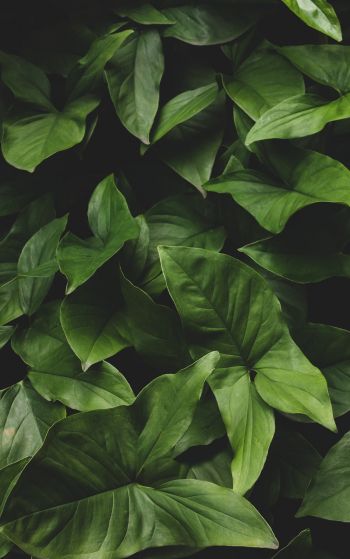 leaves, green, minimalism Wallpaper 1752x2800