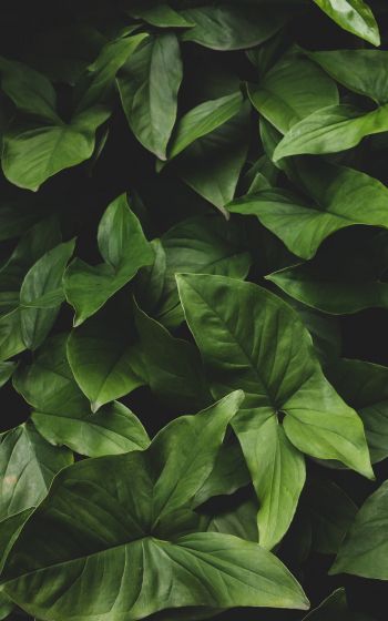 leaves, green, minimalism Wallpaper 800x1280