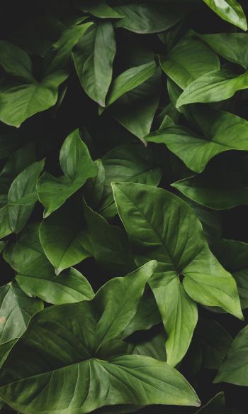 leaves, green, minimalism Wallpaper 1200x2000