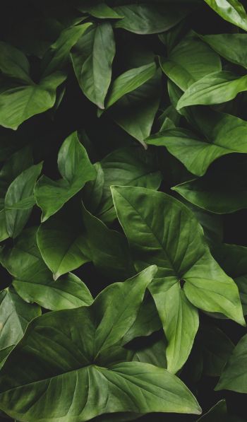 leaves, green, minimalism Wallpaper 600x1024