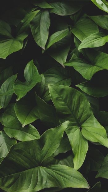 leaves, green, minimalism Wallpaper 640x1136