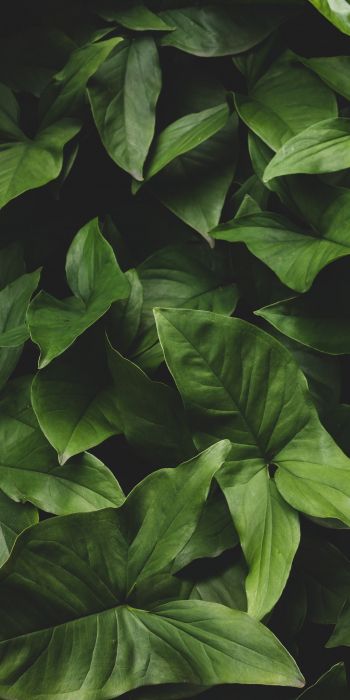 Обои 720x1440 листья, зеленый, минимализм