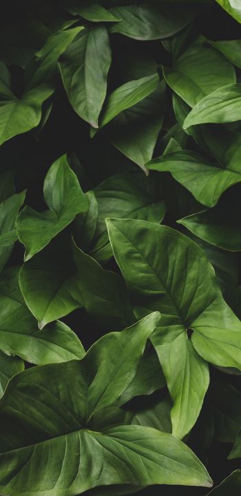 Обои 1080x2220 листья, зеленый, минимализм