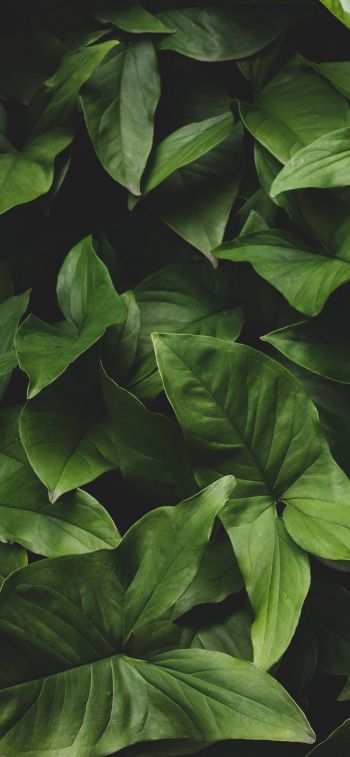 Обои 1125x2436 листья, зеленый, минимализм