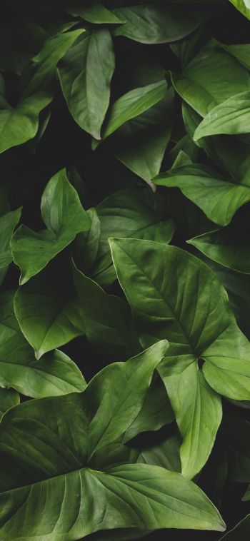 Обои 1080x2340 листья, зеленый, минимализм