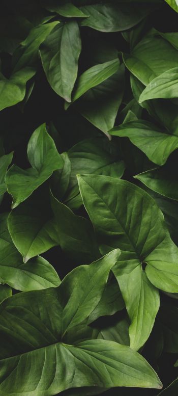 leaves, green, minimalism Wallpaper 1080x2400
