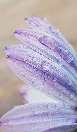 petal, dew, drops Wallpaper 600x1024