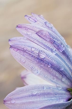 petal, dew, drops Wallpaper 640x960