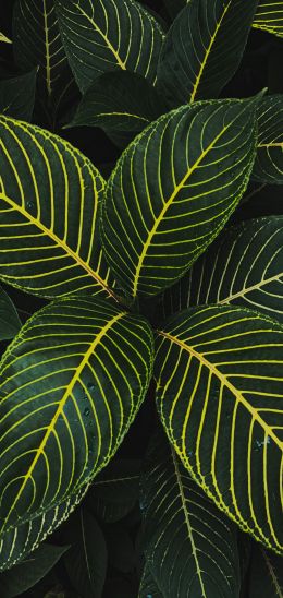 leaves, green Wallpaper 1080x2280