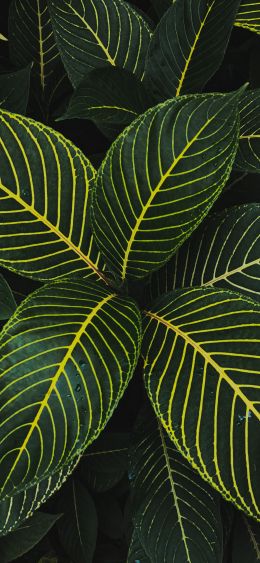 leaves, green Wallpaper 1080x2340