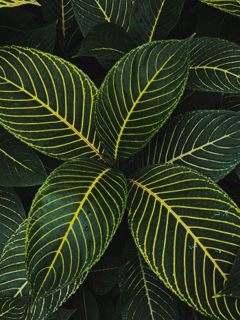 leaves, green Wallpaper 1620x2160
