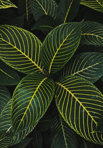 leaves, green Wallpaper 1640x2360