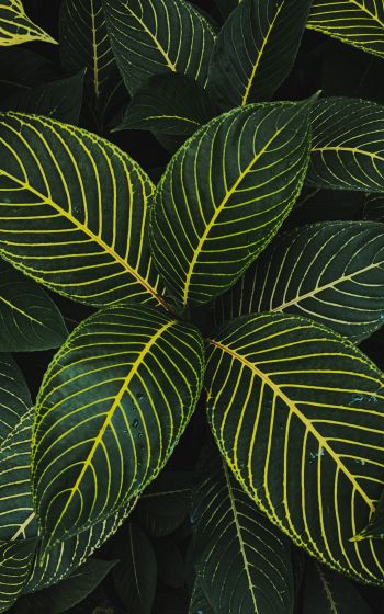 leaves, green Wallpaper 1600x2560