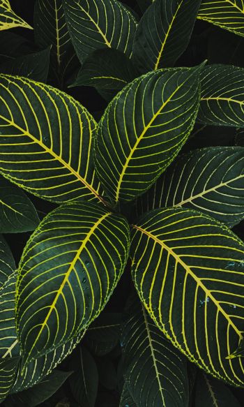 leaves, green Wallpaper 1200x2000