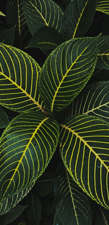 leaves, green Wallpaper 1080x2220