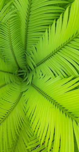 fern, green, leaves Wallpaper 2079x3986