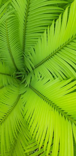 fern, green, leaves Wallpaper 1080x2220