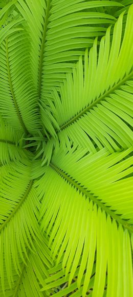 fern, green, leaves Wallpaper 1440x3200