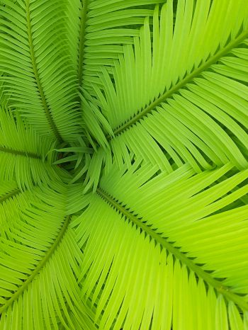 fern, green, leaves Wallpaper 1668x2224