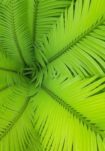 fern, green, leaves Wallpaper 1668x2388