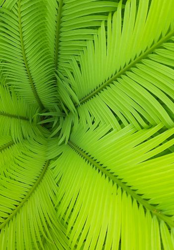 fern, green, leaves Wallpaper 1640x2360
