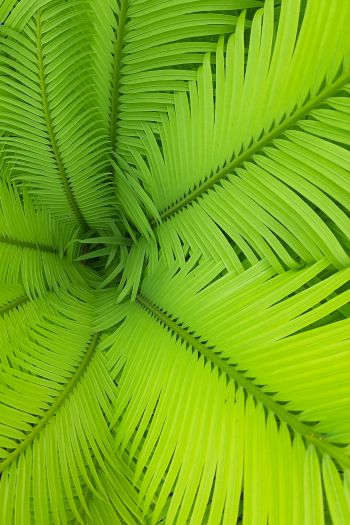 fern, green, leaves Wallpaper 640x960