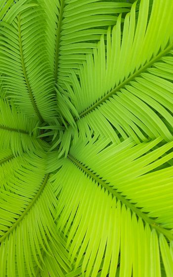 fern, green, leaves Wallpaper 1752x2800