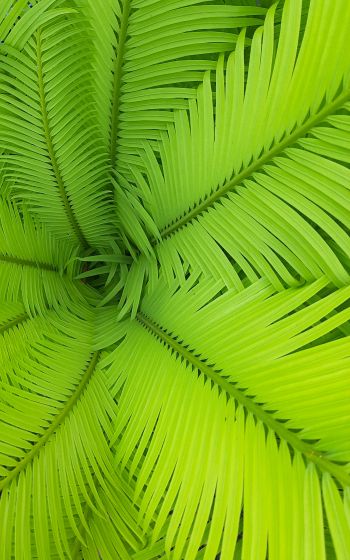 fern, green, leaves Wallpaper 800x1280