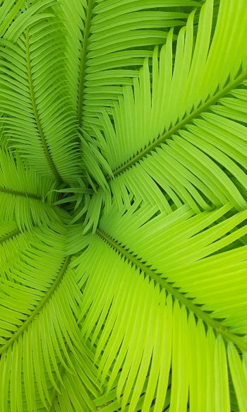fern, green, leaves Wallpaper 1200x2000