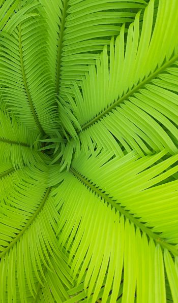 fern, green, leaves Wallpaper 600x1024