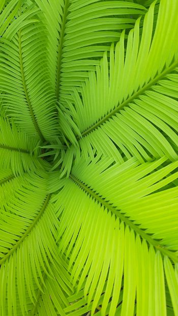fern, green, leaves Wallpaper 640x1136