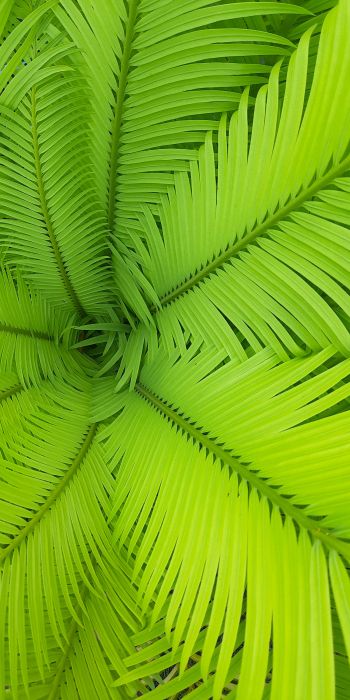 fern, green, leaves Wallpaper 720x1440