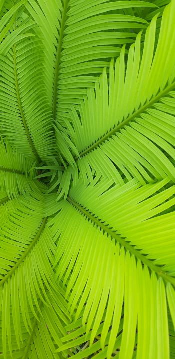 fern, green, leaves Wallpaper 1440x2960