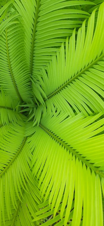fern, green, leaves Wallpaper 1284x2778