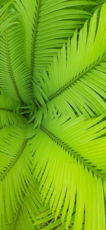 fern, green, leaves Wallpaper 1080x2340