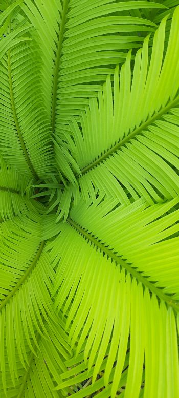 fern, green, leaves Wallpaper 1080x2400