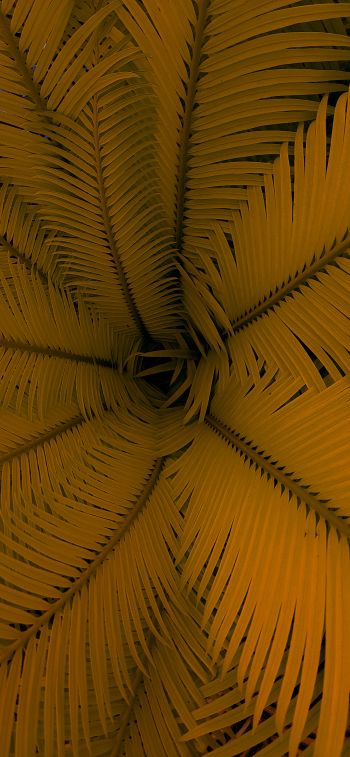 fern, yellow, leaves Wallpaper 1284x2778