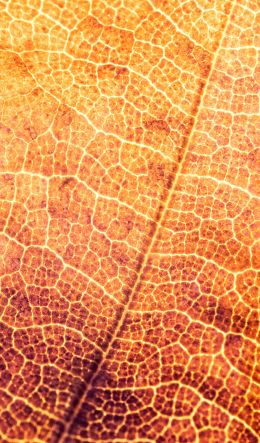 yellow leaf, macro Wallpaper 600x1024