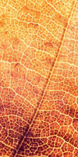 yellow leaf, macro Wallpaper 720x1440