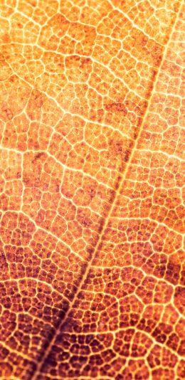 yellow leaf, macro Wallpaper 1440x2960